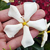 Gardenia Collection
