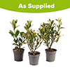 Gardenia Collection