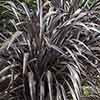 Phormium Black Velvet