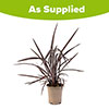 Phormium Black Velvet