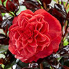 Camellia Femme Fatale Camellia Femme Fatale