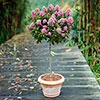 Escallonia Pink Elle Standard Tree Escallonia Pink Elle Standard Tree