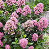 Escallonia Pink Elle Standard Tree Escallonia Pink Elle Standard Tree