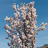 Prunus Amanogawa Cherry Blossom Tree