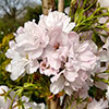 Prunus Amanogawa Cherry Blossom Tree