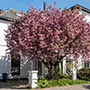 Flowering Cherry Kanzan