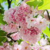 Flowering Cherry Kanzan