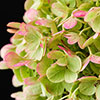 Hydrangea Magical Matterhorn