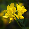 Coronilla Citrina Coronilla Citrina