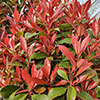 Standard Photinia Carre Rouge Tree Gift Wrapped Standard Photinia Carre Rouge Tree Gift Wrapped