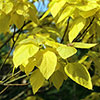 Golden Indian Bean Tree
