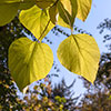 Golden Indian Bean Tree