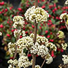 Callicarpa Magical Snowstar