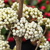 Callicarpa Magical Snowstar