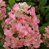 Hydrangea Magical Fire
