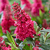 Buddleia Butterfly Candy Little Ruby Standard Buddleia Butterfly Candy Little Ruby Standard