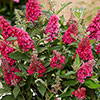 Buddleia Butterfly Candy Little Ruby Standard Buddleia Butterfly Candy Little Ruby Standard