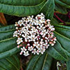 Viburnum davidii