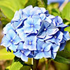 Hydrangea Blue Mophead Standard Hydrangea Blue Mophead Standard