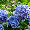 Hydrangea Blue Mophead Standard Hydrangea Blue Mophead Standard