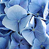 Hydrangea Blue Mophead Standard Hydrangea Blue Mophead Standard