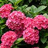 Hydrangea Pink Mophead Standard Hydrangea Pink Mophead Standard