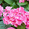 Hydrangea Pink Mophead Standard Hydrangea Pink Mophead Standard