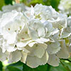 Hydrangea White Mophead Standard Hydrangea White Mophead Standard