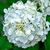 Hydrangea White Mophead Standard Hydrangea White Mophead Standard