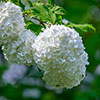Hydrangea White Mophead Standard Hydrangea White Mophead Standard