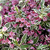 Weigela All Summer Monet Standard Weigela All Summer Monet Standard