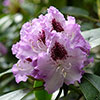 Rhododendron Hybrid Lilac
