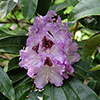 Rhododendron Hybrid Lilac
