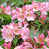 Rhododendron Pink