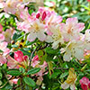 Rhododendron Pink