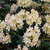 Rhododendron Pink