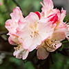 Rhododendron Pink