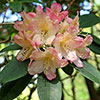 Rhododendron Pink
