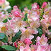 Rhododendron Pink