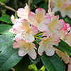 Rhododendron Pink