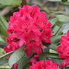Rhododendron Hybrid Red Rhododendron Hybrid Red