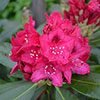 Rhododendron Hybrid Red Rhododendron Hybrid Red
