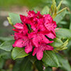 Rhododendron Hybrid Red Rhododendron Hybrid Red
