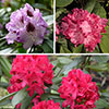 Rhododendron Hybrids Collection Rhododendron Hybrids Collection