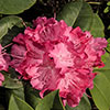 Rhododendron Hybrids Collection Rhododendron Hybrids Collection