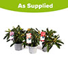 Rhododendron Hybrids Collection Rhododendron Hybrids Collection