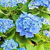 Hydrangea Nikko Blue Hydrangea Nikko Blue