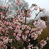 Viburnum bodnantense Dawn