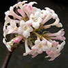Viburnum bodnantense Dawn
