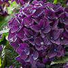 Hydrangea Deep Purple Dance